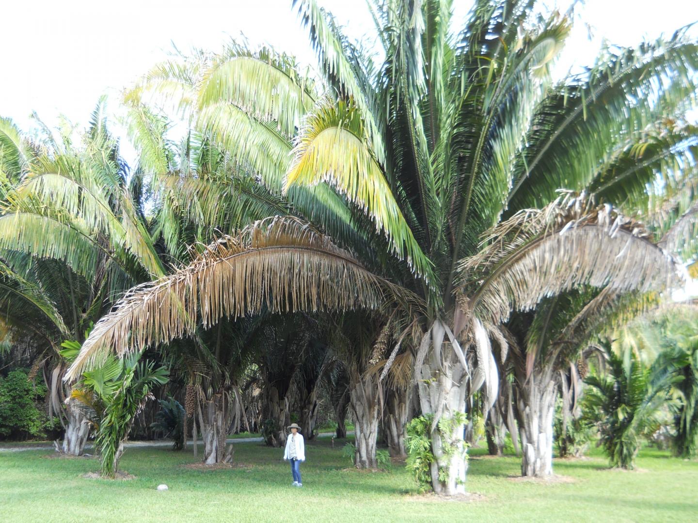 Cohun Palm