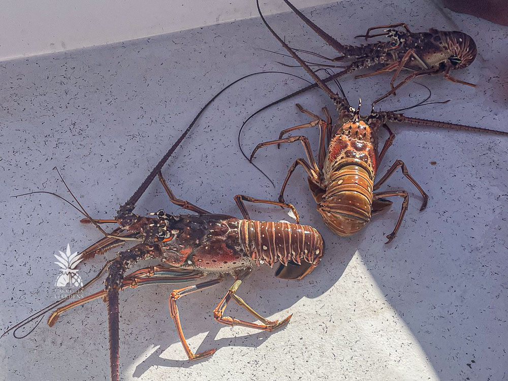 Lobster catch fro Caribbean See